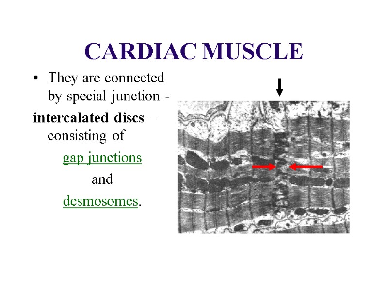 CARDIAC MUSCLE  They are connected by special junction -  intercalated discs –